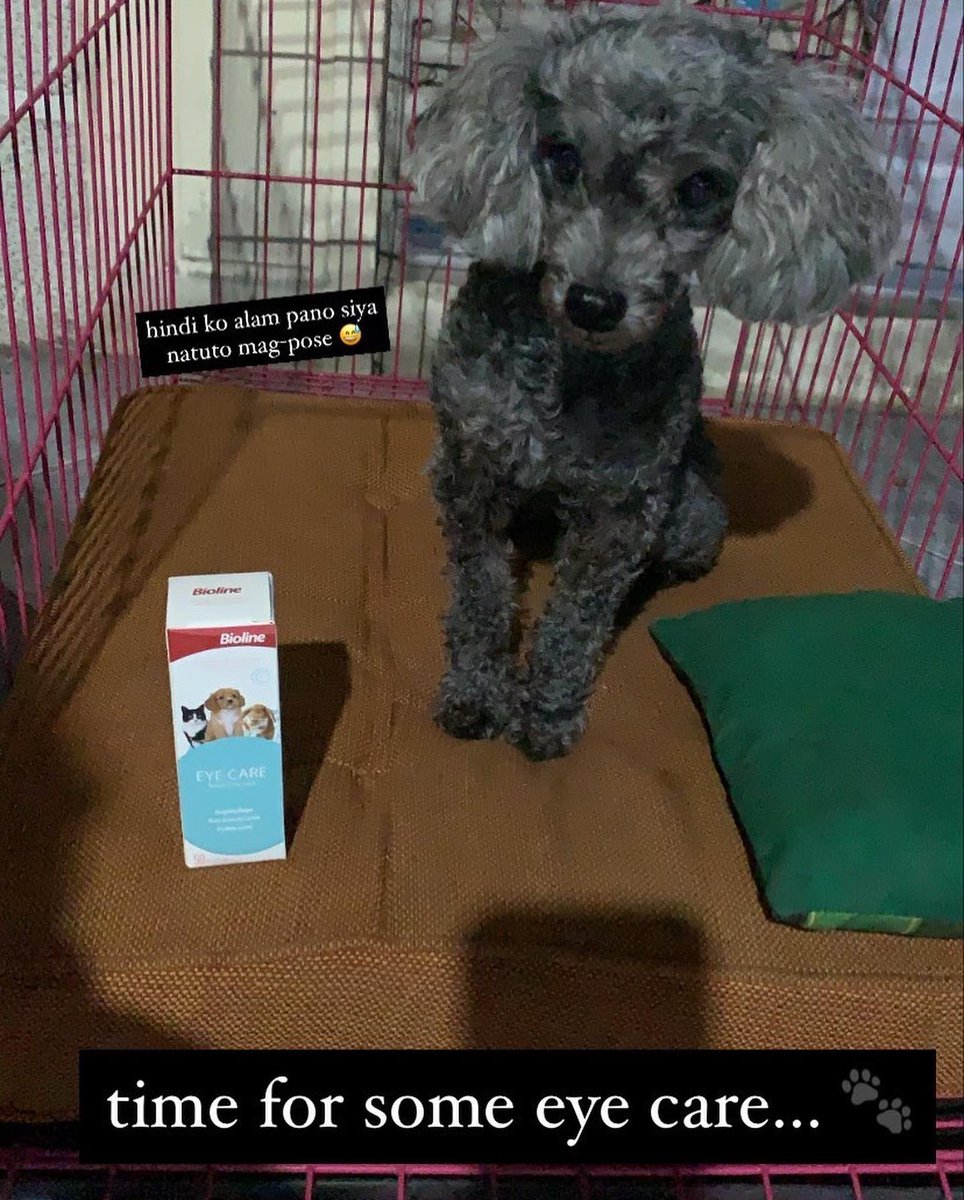 PawsLane's tweet photo. We mourn as we have lost today our ambassador, Lolli the Toy Poodle. 🥺 

You will forever be in our hearts 😭😭😭 https://t.co/WZaipF9bXU