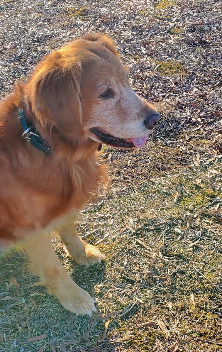 Golden Retriever Channel tweet media