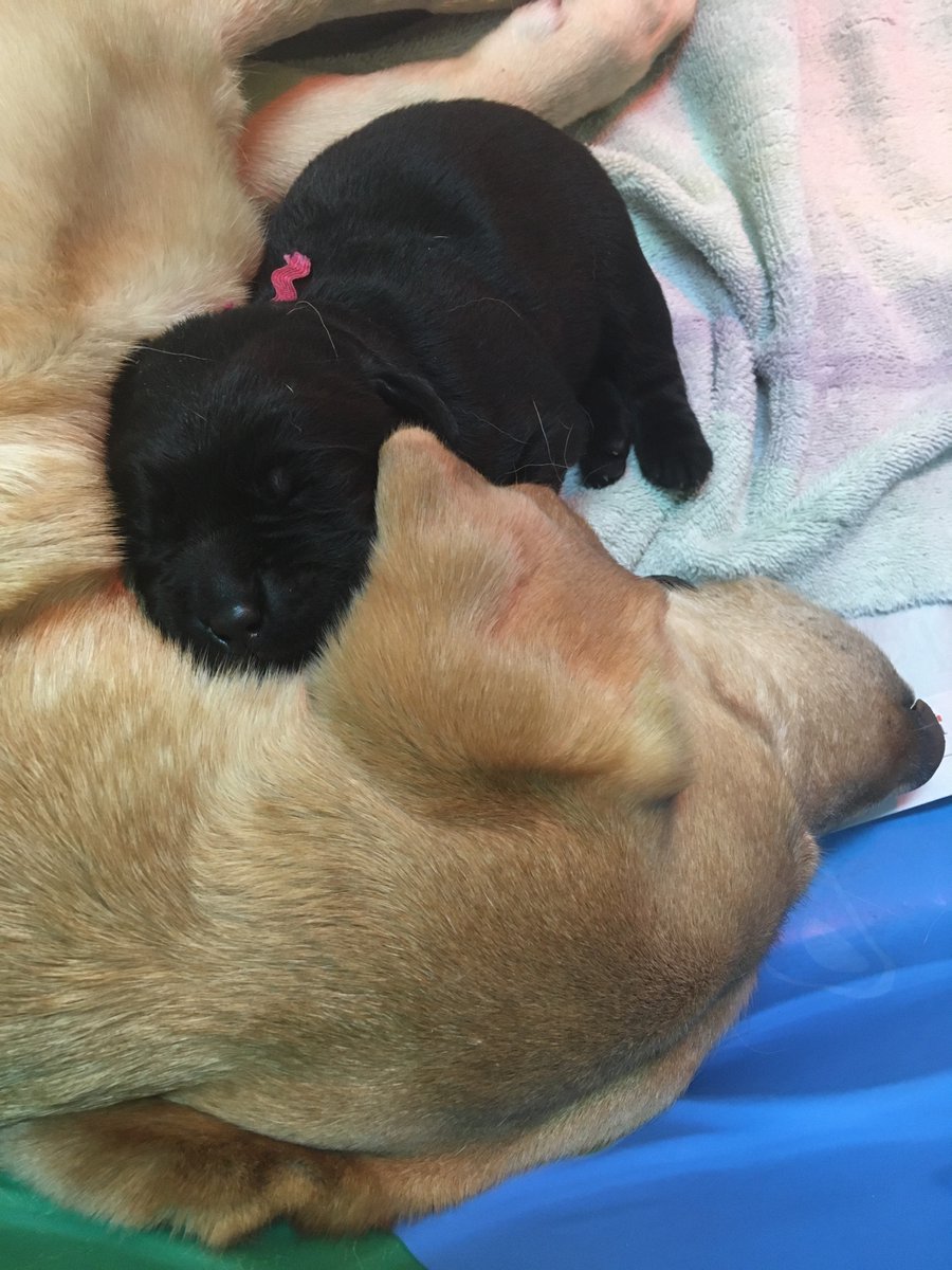 HobbesDogs's tweet photo. I will never not take a photo when a pup cuddles up to mom. #FutureDogGuide https://t.co/ErIODUvL5h