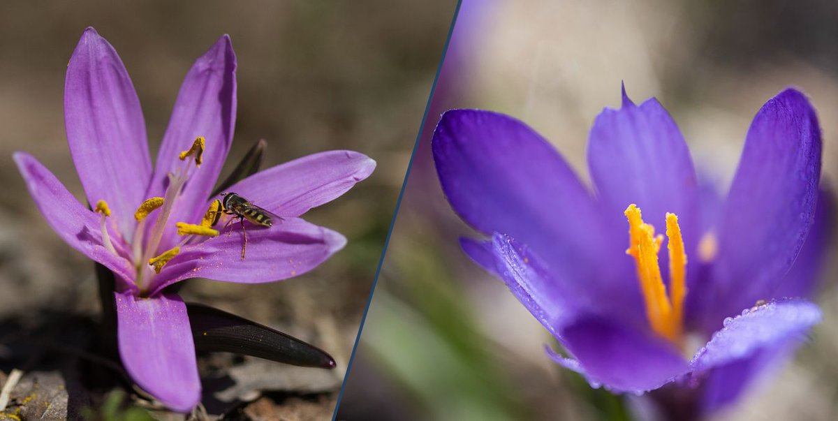PnEcrins's tweet photo. [Ils se ressemblent mais...] 🌷 𝗟𝗲 𝗰𝗿𝗼𝗰𝘂𝘀 𝗲𝘁 𝗹𝗮 𝗰𝗼𝗹𝗰𝗵𝗶𝗾𝘂𝗲 🌷
Le printemps pointe le bout de son nez ! Sur les pelouses d’altitude, 2 spécimens se partagent la vedette mais ne doivent pas être confondus : le #crocus et la #colchique (ou bulbocode) du printemps https://t.co/mmAQXXAWLa