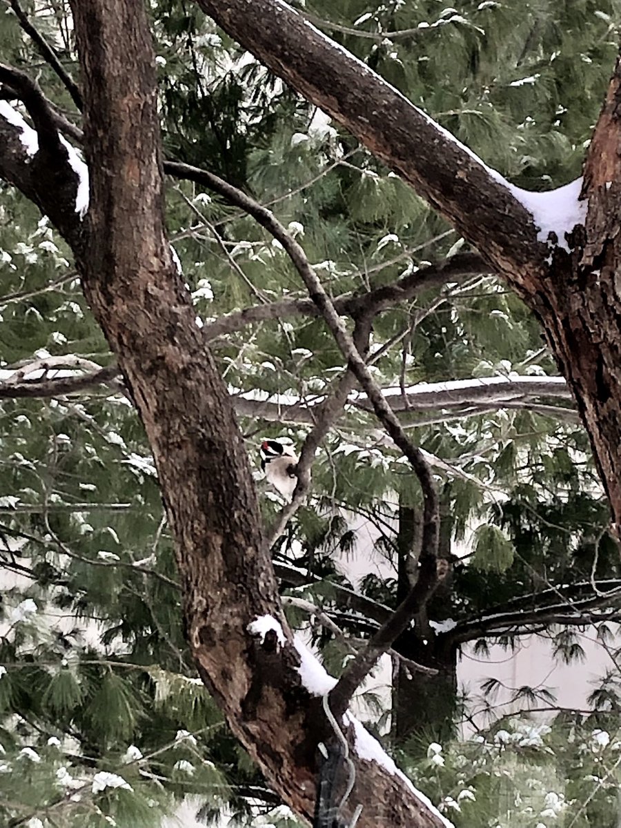 MerriamKS's tweet photo. The birds are out and so are our #TeamMerriam snow crews!

They came in at midnight to treat the roads and are now out plowing. Follow their progress at https://t.co/xwaQ1gMMET. https://t.co/Qg3VaZ15BJ