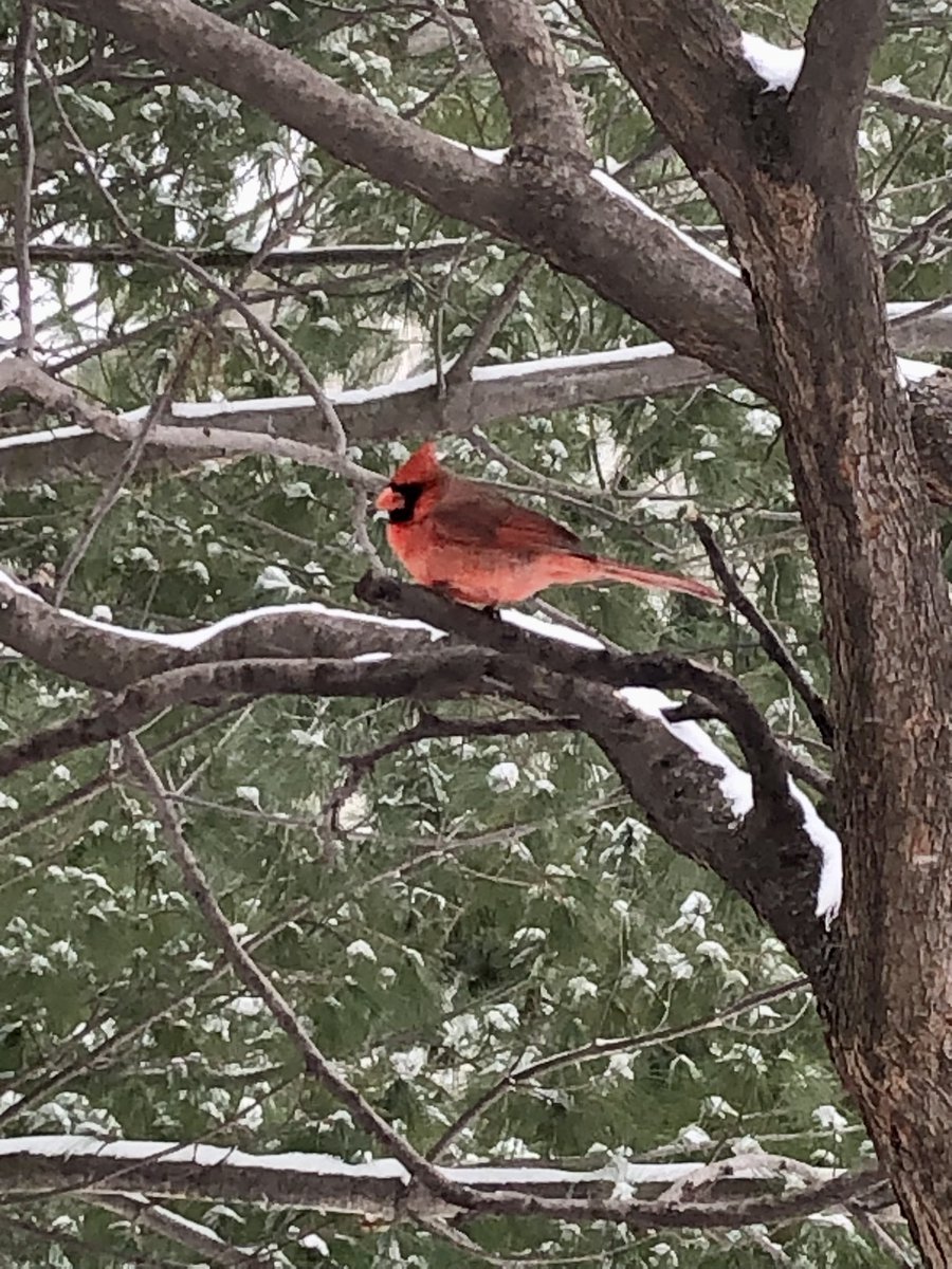 MerriamKS's tweet photo. The birds are out and so are our #TeamMerriam snow crews!

They came in at midnight to treat the roads and are now out plowing. Follow their progress at https://t.co/xwaQ1gMMET. https://t.co/Qg3VaZ15BJ