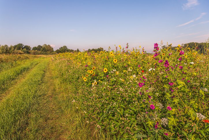 fsplaw's tweet photo. In this article we consider what the ‘Biodiversity Net Gain’ requirements for new developments, introduced by the Environment Act 2021, are: https://t.co/7adBiv3U13 #biodiversity #biodiversitynetgain #biodiversityvalue #environment #EnvironmentAct #conservation #landdevelopment https://t.co/pxLq6AzM3v