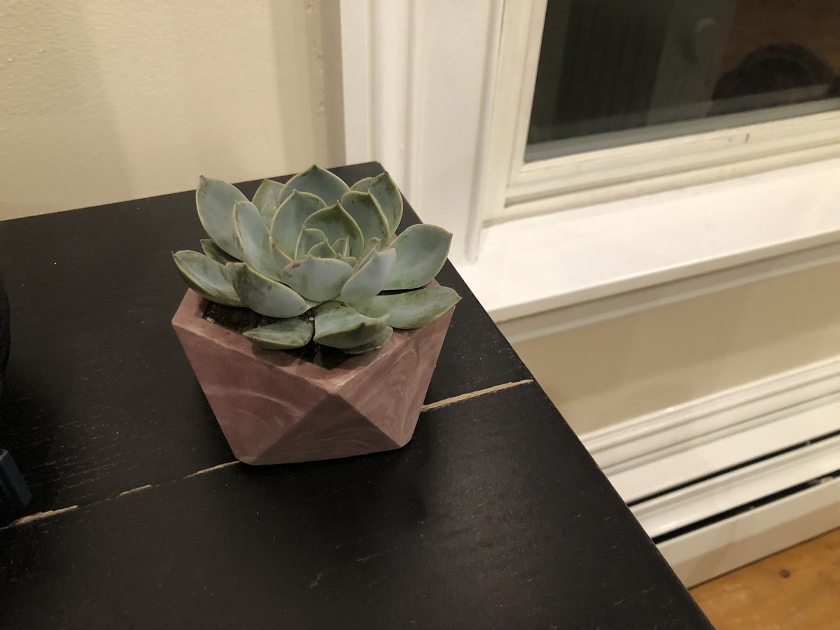 chemeball's tweet photo. The official succulent of the MIT chemical engineering basketball team

@MITChemE https://t.co/3lCzbju9Fv