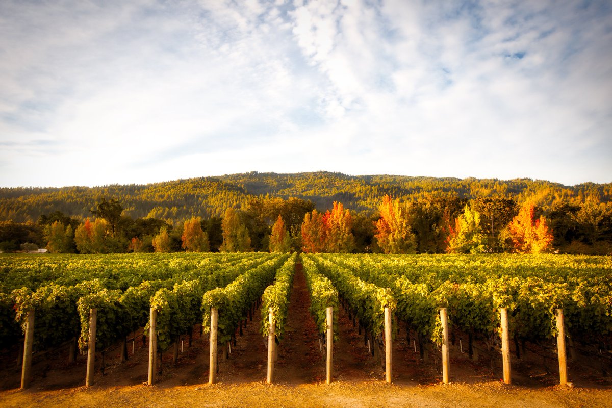 stockperks's tweet photo. We're excited to officially bring @VWEwine's Shareholder Passport Program onto the #stockperks app, uniting #winelovers with $VWE's #retailinvestors.
Learn more about our partnership here: https://t.co/8Zz6paLM4j
#irchat #investorrelations #IR #wine #napa #winebusiness https://t.co/IaIrTxDkVY
