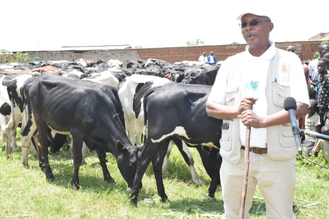 RTNBurundi's tweet photo. Le projet régional de développement agricole intégré dans les grands lacs #PRDAIGL, distribue 115 bovins à #Gihanga & 74 bovins à #Rugazi.Ces animaux font partie des 320 bovins destinés aux bénéficiaires identifiés dans les communes Gihanga, Mpanda et Rugazi en @BubanzaProvince. https://t.co/Tb8oWtlZeH