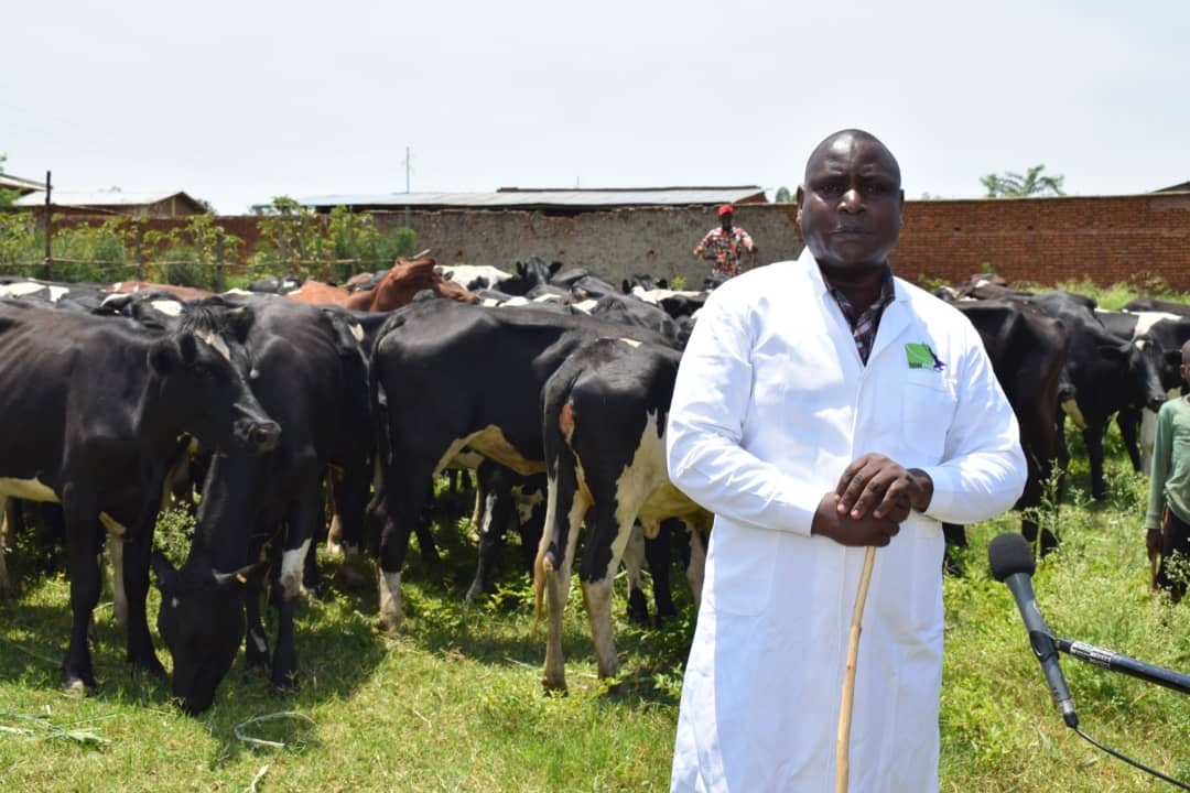 RTNBurundi's tweet photo. Le projet régional de développement agricole intégré dans les grands lacs #PRDAIGL, distribue 115 bovins à #Gihanga & 74 bovins à #Rugazi.Ces animaux font partie des 320 bovins destinés aux bénéficiaires identifiés dans les communes Gihanga, Mpanda et Rugazi en @BubanzaProvince. https://t.co/Tb8oWtlZeH
