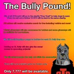 Photo by Thebullypound (@thebullypound)