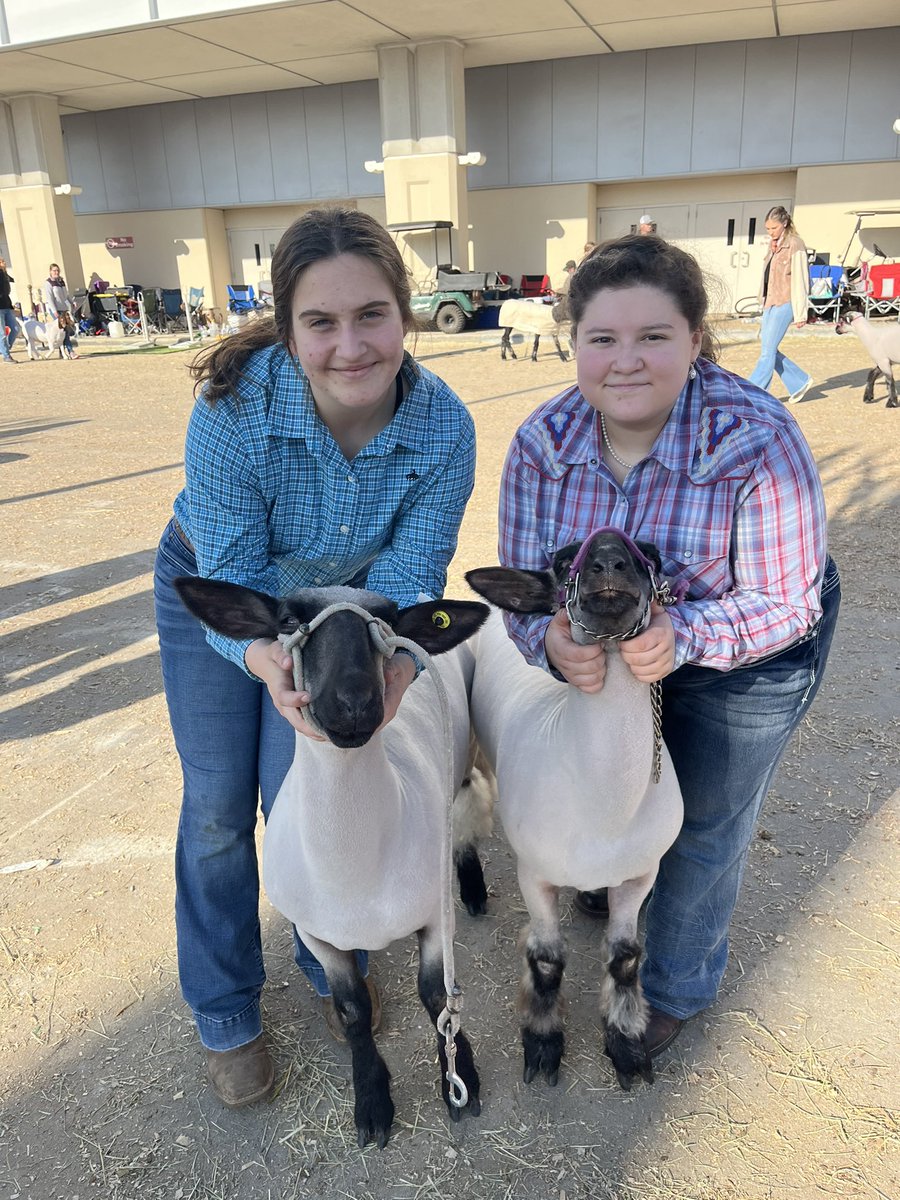 elkins_ffa's tweet photo. Good luck to Grace and Vivian competing in Class 2 of Medium Wool Lambs at HLSR! @EHS_Knightswire @FBISD_CTE https://t.co/jmcZhYwEOr