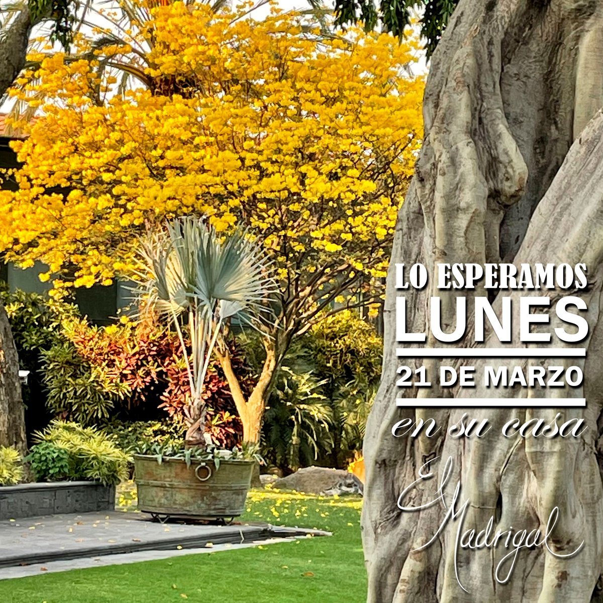 elmadrigal_mx's tweet photo. A nuestra amable clientela le informamos el día Lunes 21 de marzo el restaurante permanecerá abierto.

Lo esperamos en su casa El Madrigal.

Reservaciones (777) 100 77 00
WhatsApp https://t.co/BaBjGeZa00
#ElMadrigal https://t.co/Ku3U331d9Y