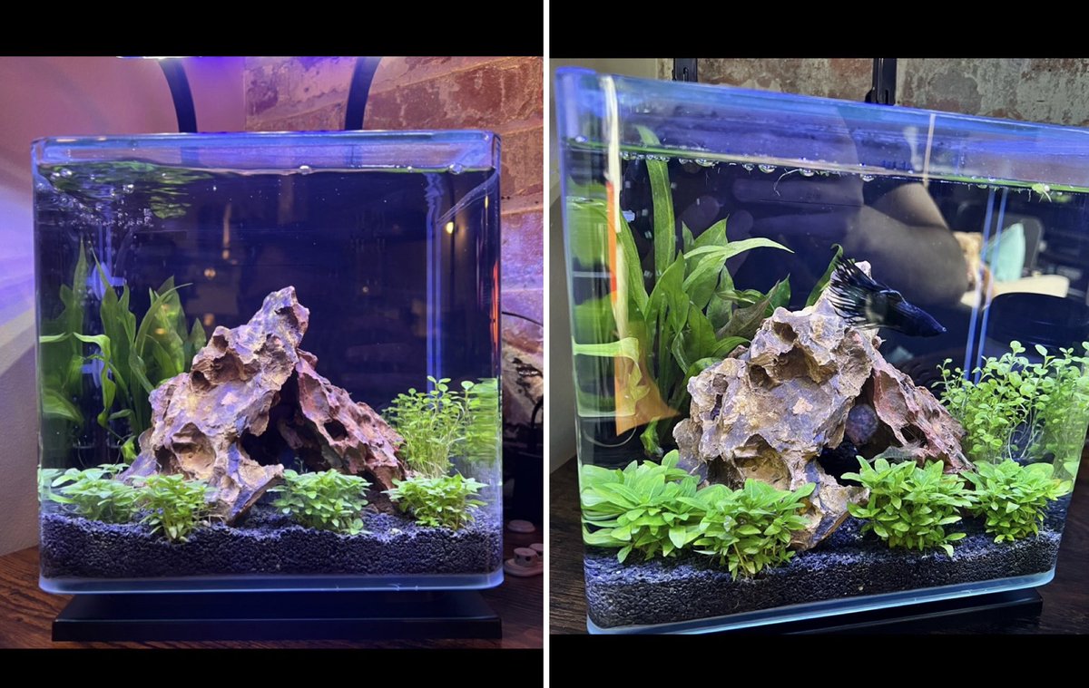 Progress of my 2nd planted tank (~1.5months) #aquascape no C02 #nanotank