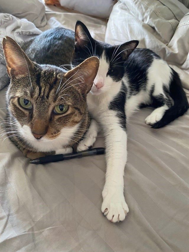 VincentRedStick's tweet image. harry.loveme.run
Watch also our other videos!
Super funny animal videos that will make you laugh and forget all you problems. 
Relax and enjoy the best  moments.