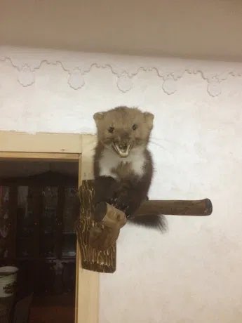 riomenkai_'s tweet photo. @OstAnatoliy Нє, все чьотко, просто не уточнили що такий https://t.co/hzmRLksNm7