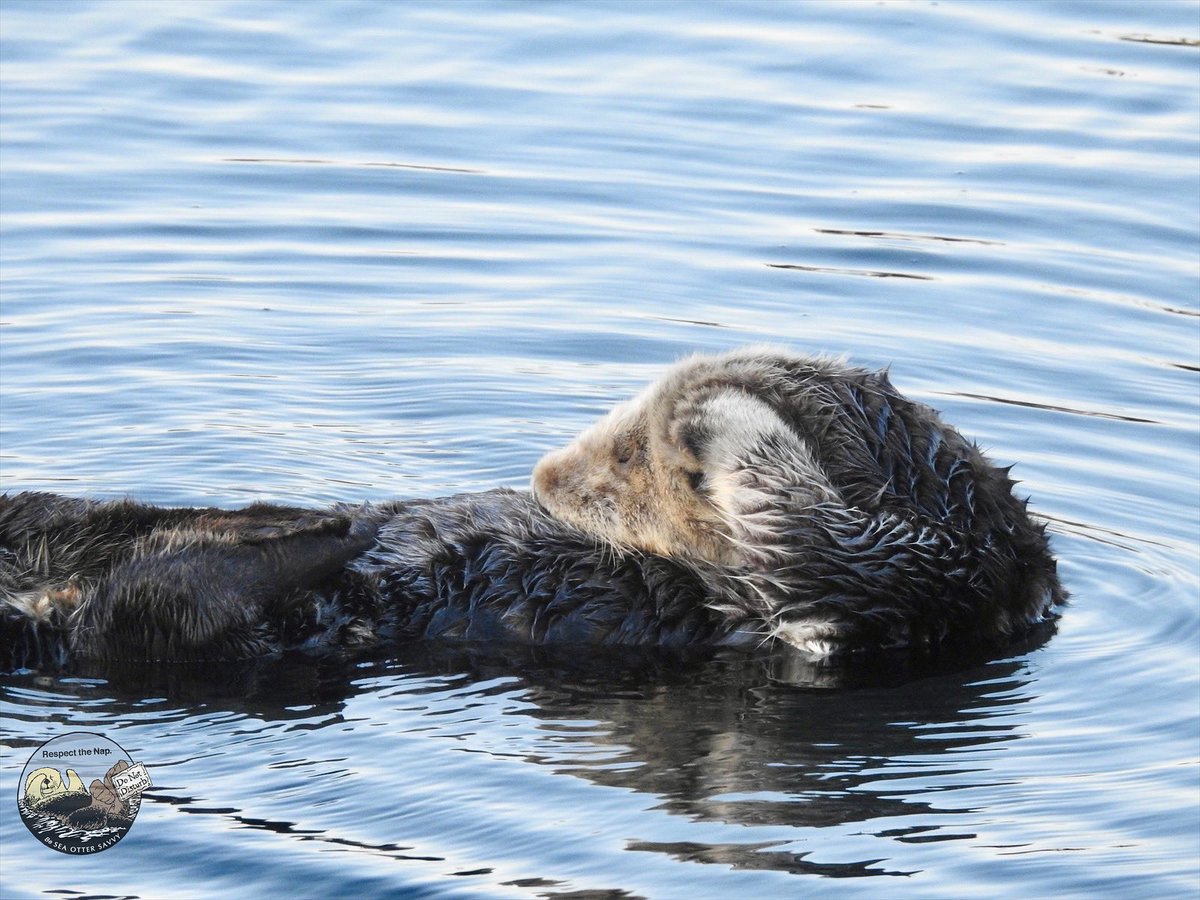 SeaOtterSavvy's tweet photo. #ThoughtfulThursday 🤔 Thinking about a weekend paddle on the central California coast? Consider giving wildlife a break by planning your coastal recreation for a weekday when crowds are smaller. You’ll enjoy the peace and quiet and so will the sea otters! #weekdaygetaway https://t.co/irxjTEXLnL