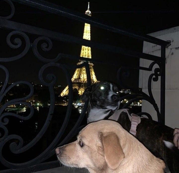 safeforariana's tweet photo. myron and toulouse in paris https://t.co/dICH5Gooe8