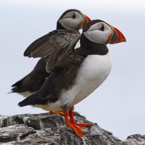 zoophilistfacts's tweet image. A baby puffin is called a puffling.