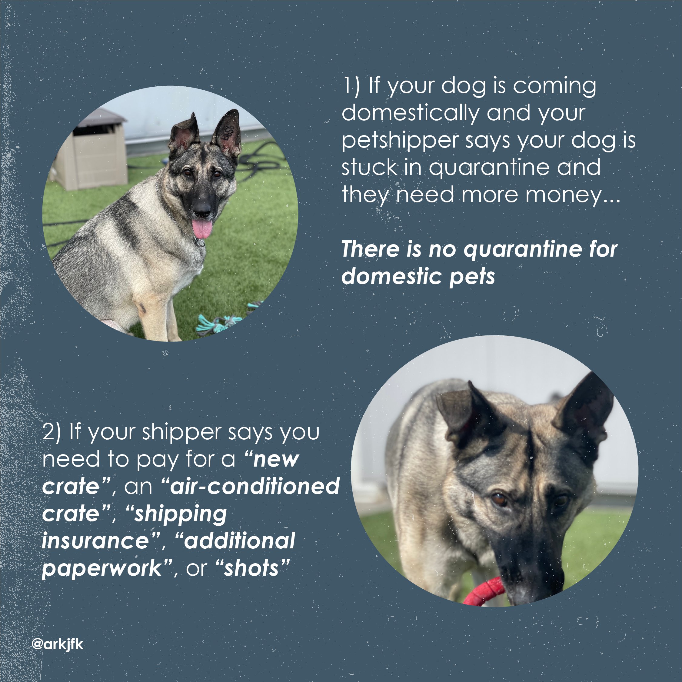 Do Dogs Have To Be Quarantined In Europe