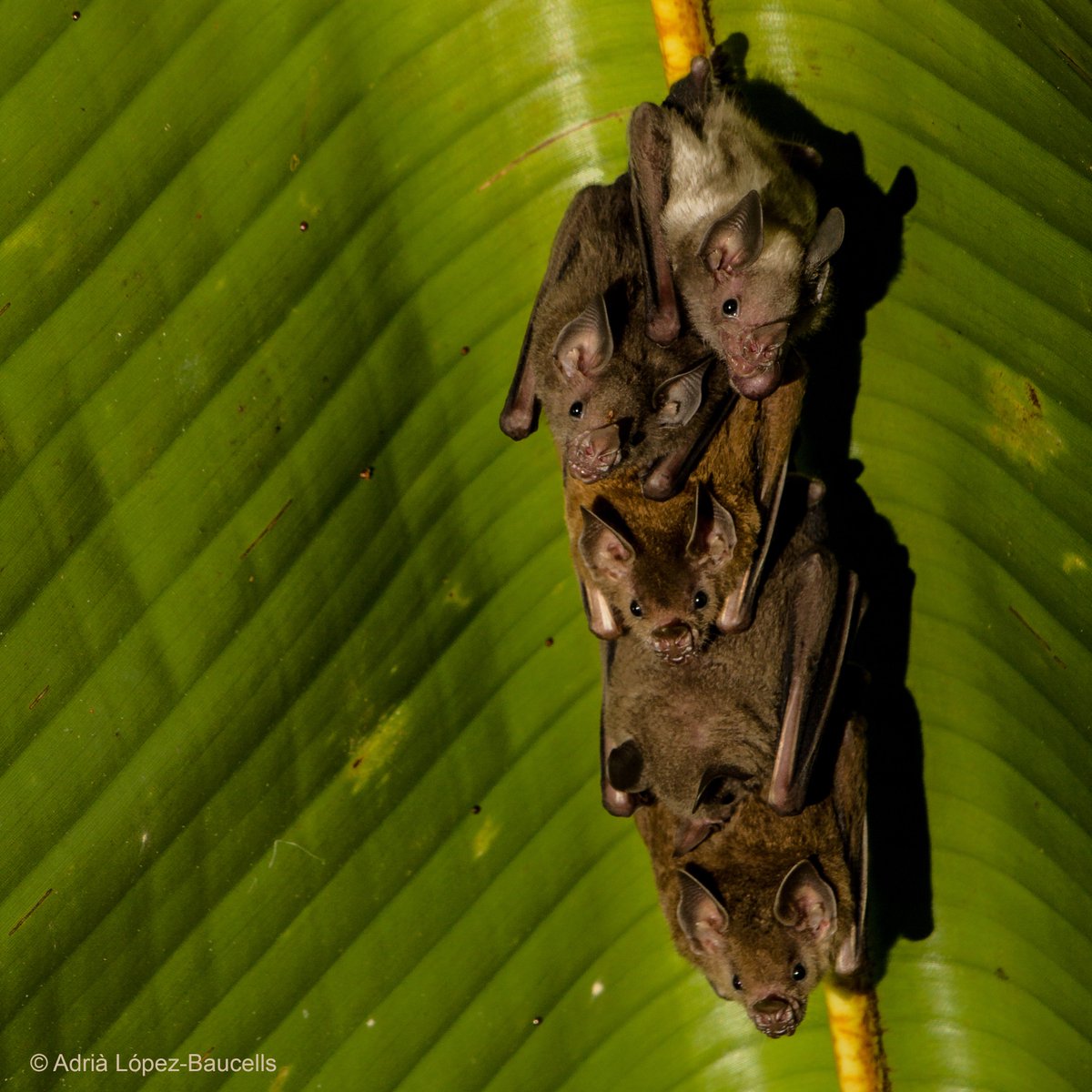The Amazon is the world’s epicenter of bat diversity. Yet, the reproductive phenology of Amazonian #bats remains poorly known. The amazing @Tropiquentin used our dataset from the #BDFFP to examine the reproductive phenology of 9 spp.

Paper available at: link.springer.com/article/10.100…