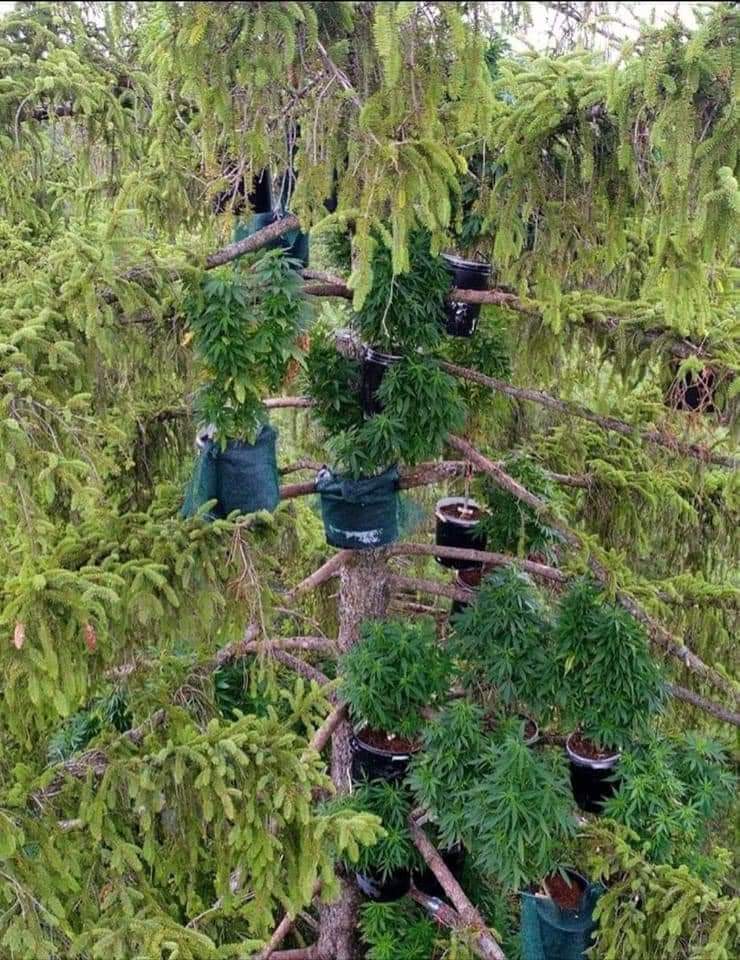 dudzi_420's tweet photo. plony zasiane #weedtree #420ass https://t.co/BdMaECyIOD