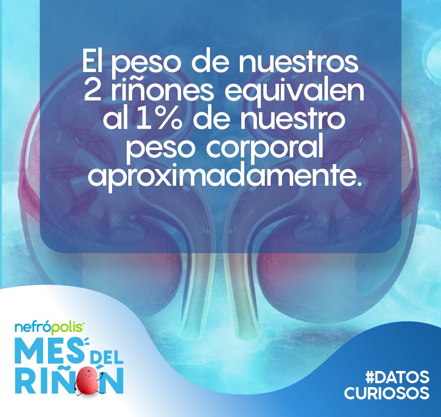 Es impresionante todo lo que hacen por nosotros estando tan pequeños ✨

¿Qué te pareció esta información? 💙

#DatosCuriosos #Sabíasque  #ERC #EnfermedadCronicoRenal #Nefropolis #Riñones #Nefropolis #SaludRenal #FarmaciaEspecializada #PrevenciónRenal #Nefronas