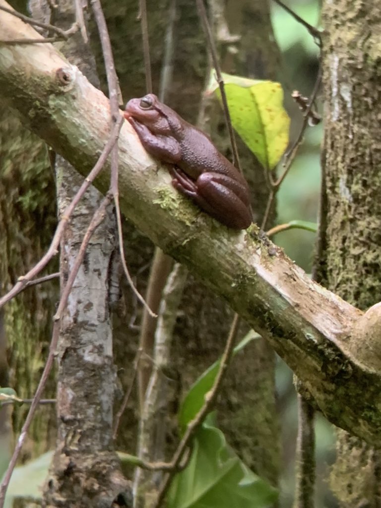 AlexMej01837757's tweet photo. Monitoreo Biológico e investigación Microcuenca Cerro Verde Parque Nacional Montaña de Celaque: Género Plectrohyla, rana arborícola. https://t.co/sxFanxGKzt