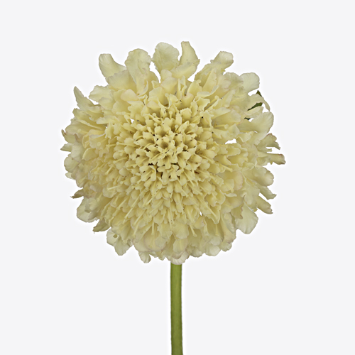 Floricode.com tweet media