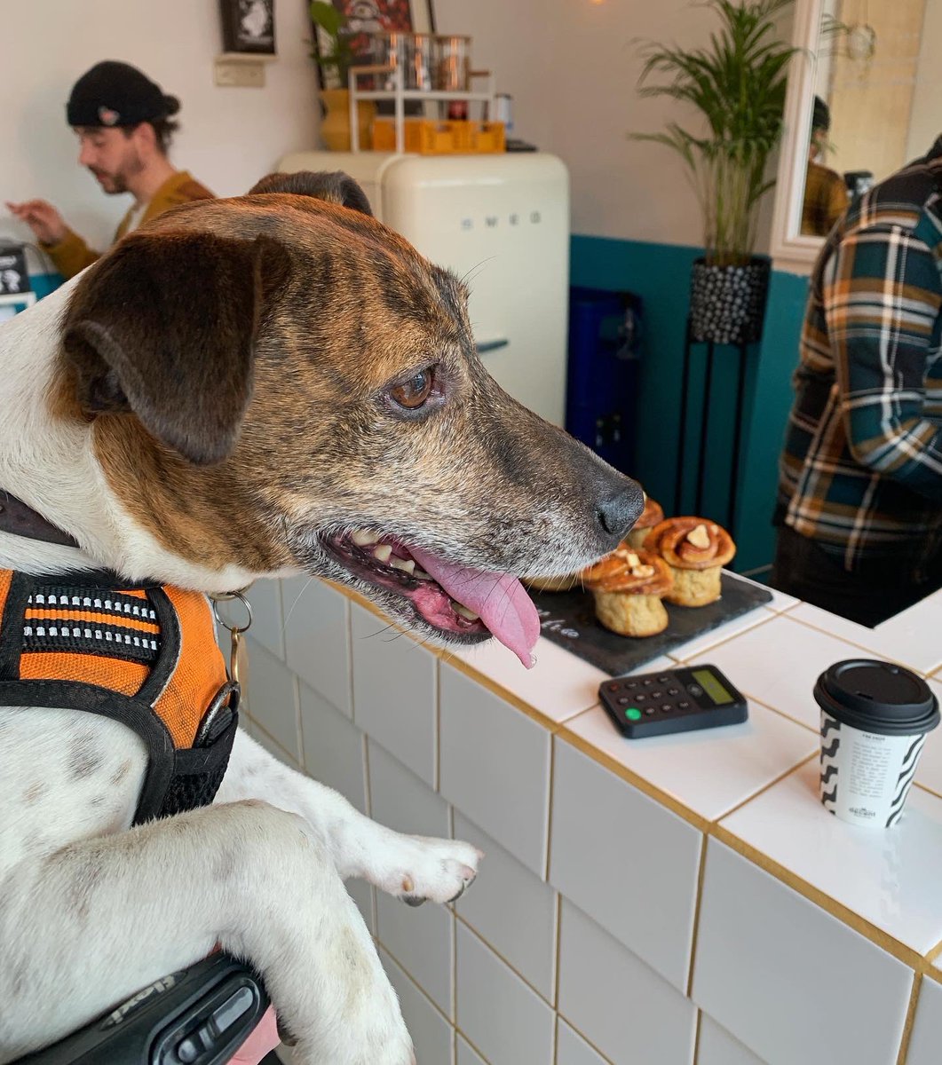 coolasmedia's tweet photo. Can we just appreciate how amazing the focaccia from The Bakery Bar is? Now available from Social Coffee Club on Welford Road. 

🐶 Frank’s already a fan! 10% off when you go in with your dog. They get a dog treat too.

#leicester #clarendonpark #leicesterfood https://t.co/vJI16x33KC