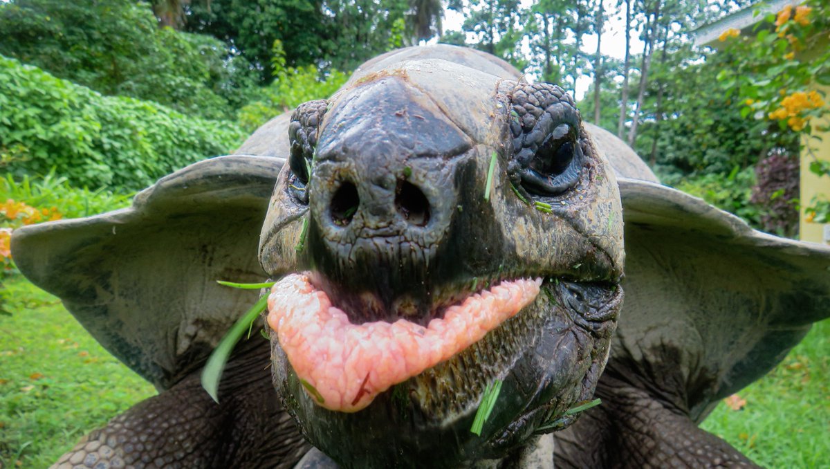 iotaseychelles's tweet photo. Licking your lips after a tasty snack #tortoisethursday
Fact: Aldabra giant tortoises cannot stick their tongues out to catch food, but can use it to help swallow large fruits or pull grass inside their mouth
photo: George Warwick
#tortoise #cheeky #tongue #fun #turle #shell https://t.co/i4eSG7KZPz