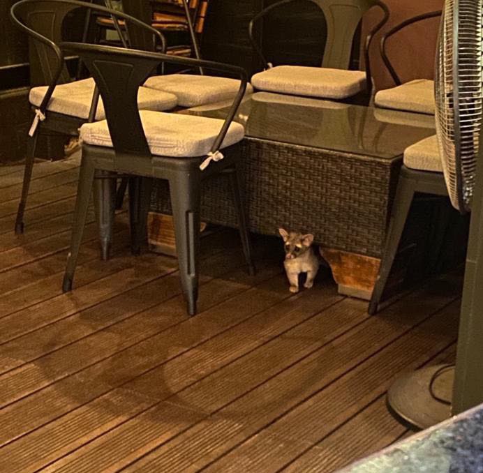 NewsSanmiguel's tweet photo. #CLIENTAZO!!!.- Uno de los clientes más frecuentes y distinguido del bar #Pegasso es un tierno #cacomixtle, un mamífero de la familia de los #mapaches que come principalmente fruta. ¿Te ha tocado ver alguno? Tienen unos ojos muy tiernos
#SanMigueldeAllende https://t.co/RVbudzV0L6