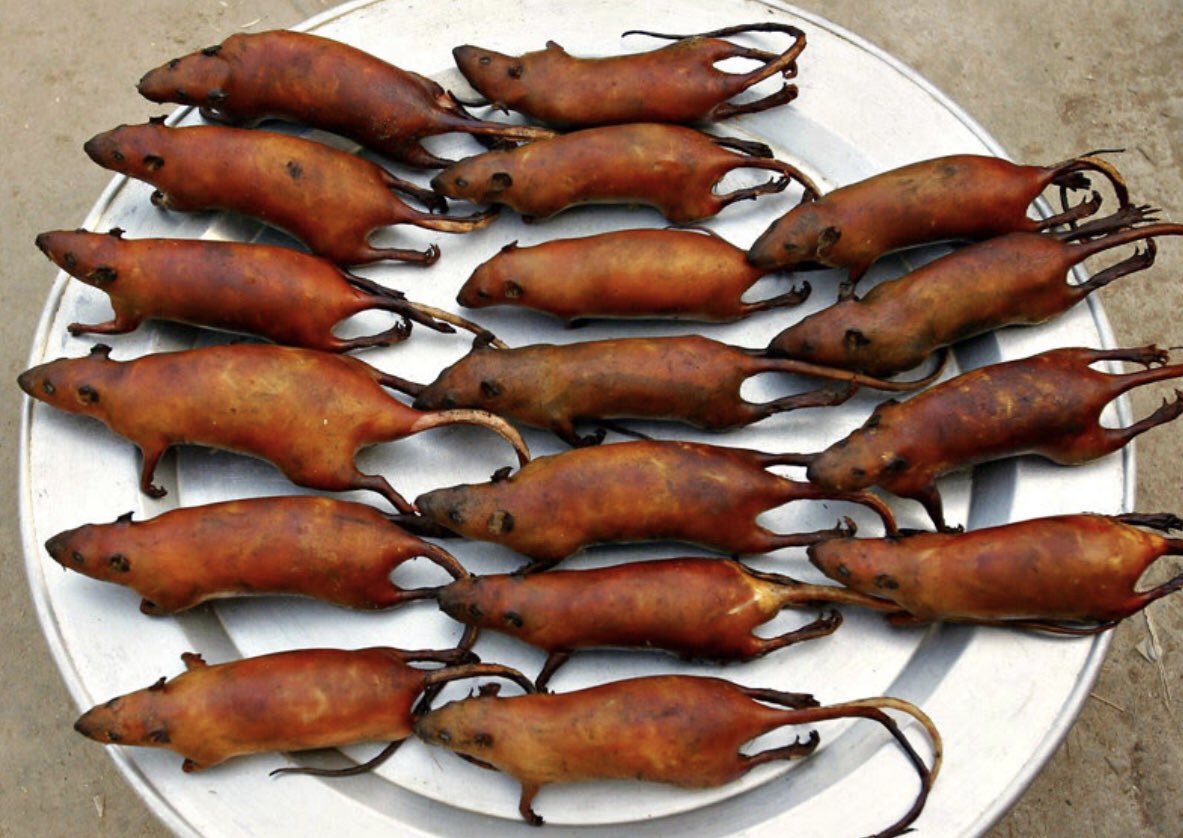 вареные крысы