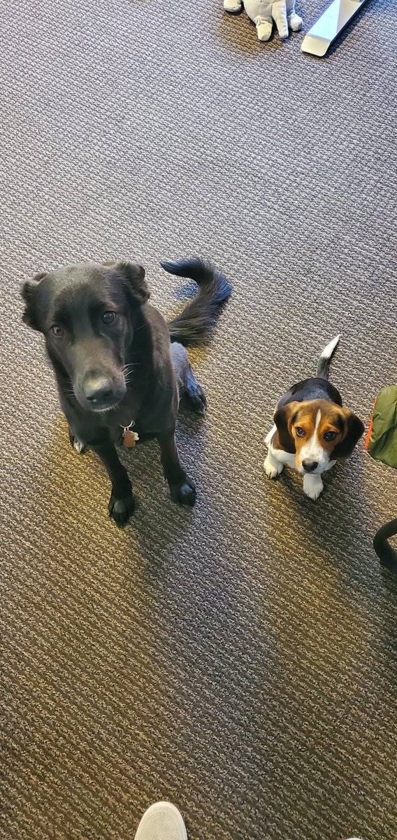 We may or may not have a new addition to the #MARCfamily. Nova is being such a great role model to Hazel ❤️ #WhereWeWork #TheMARCGroup #MARCYYC #officedogs