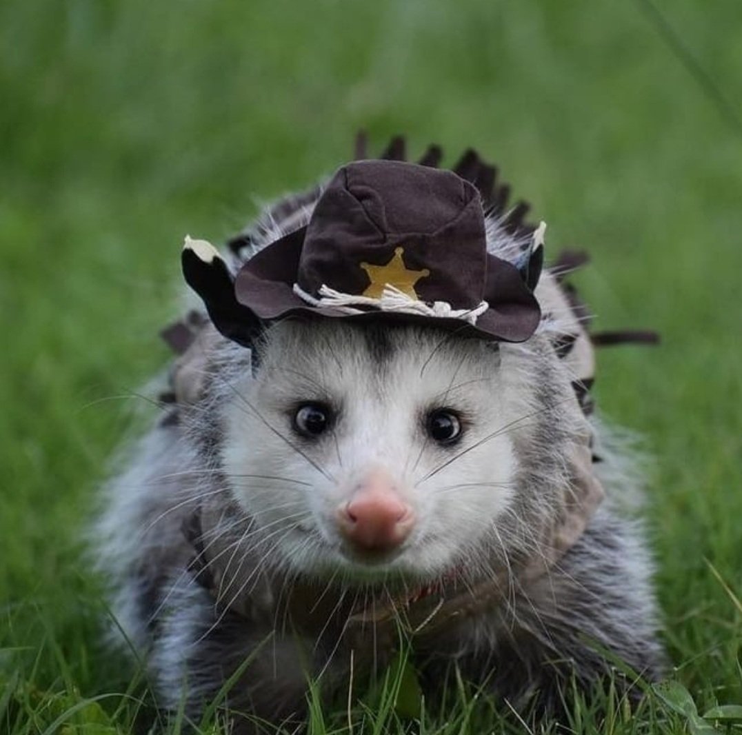 opossummoss's tweet photo. hey corpsey, its me, cinnamon, ur cat (REAL NOT FAKE)
just wanted to remind u ur great YEE-HAW
#petsforcorpse https://t.co/W9pDYF4nlL