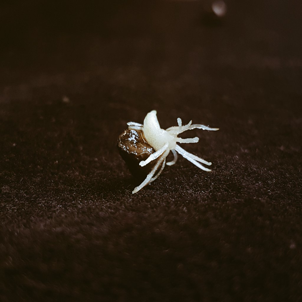 #BananaReport N. 109

Just a banana seed germinating 

#bananaseeds
