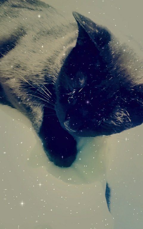 Army_Of_Freaks's tweet photo. Couldn't choose a favorite picture🖤🐱🖤
Name: Nightwing
#petsforcorpse
Have a purrrfect day everyone🐈 https://t.co/sv5Bi4UOQI