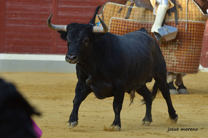 ElDigitalCU's tweet photo. El XXII Certamen de Novilladas Alfarero de Oro ya tiene ganaderías
https://t.co/Fq70KPH46o https://t.co/3fI2ifRqu1
