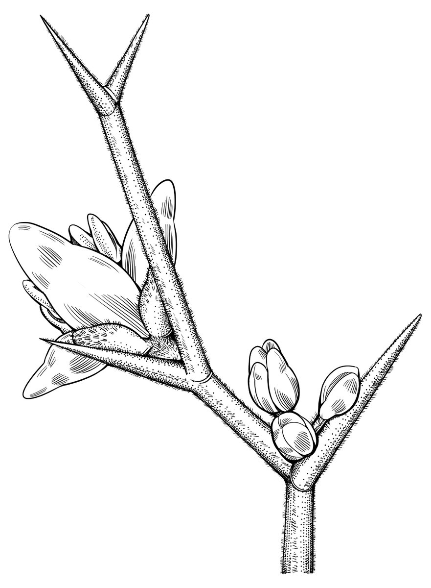 FloridaMuseum's tweet photo. Researchers described a thorny new plant species, Castela senticosa, from Hispaniola’s tropical dry forests — one of the world’s most biodiverse and threatened ecosystems. Story:
https://t.co/jytM4BJVuP
#Dryflor https://t.co/gPFkilpGqX