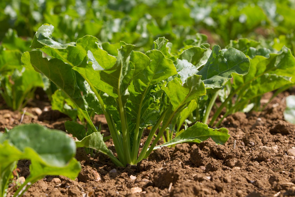 We are pleased to announce that we will pay at least £27/t for the 2022/23 crop in recognition of the significant cost inflation to our growers on farm. To find out more: britishsugar.co.uk/media/news/202…