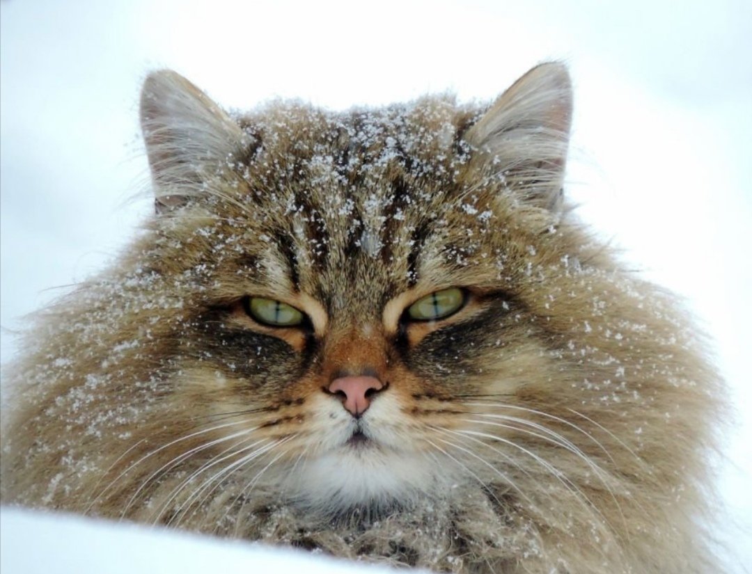 Северные коты