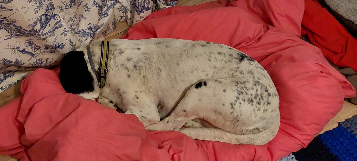 pierkisser's tweet photo. This year I'm posting 1 positive thing a day again! Lets share another year of lovely things. #365for2022
#69 when you suggest it might be time to get up just a wee bit early...🤣 #nope #turnthatlightoff @PodencoVictor #stinkeye https://t.co/RzBKUB9oRP