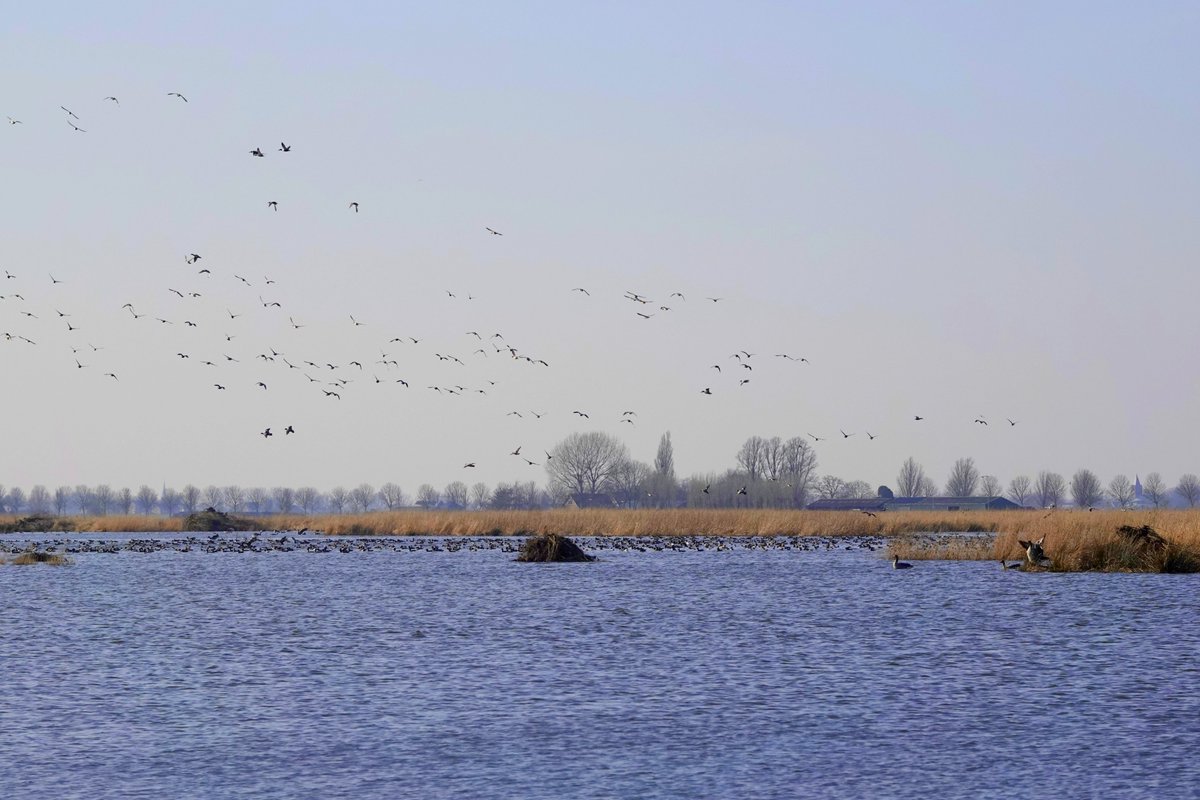 MiekKoopmans's tweet photo. alle vogels zaten erg ver weg.... maar wat een heerlijk weer was het en wat heb ik genoten!
#GroeneJonker https://t.co/dqWSTMRQSy