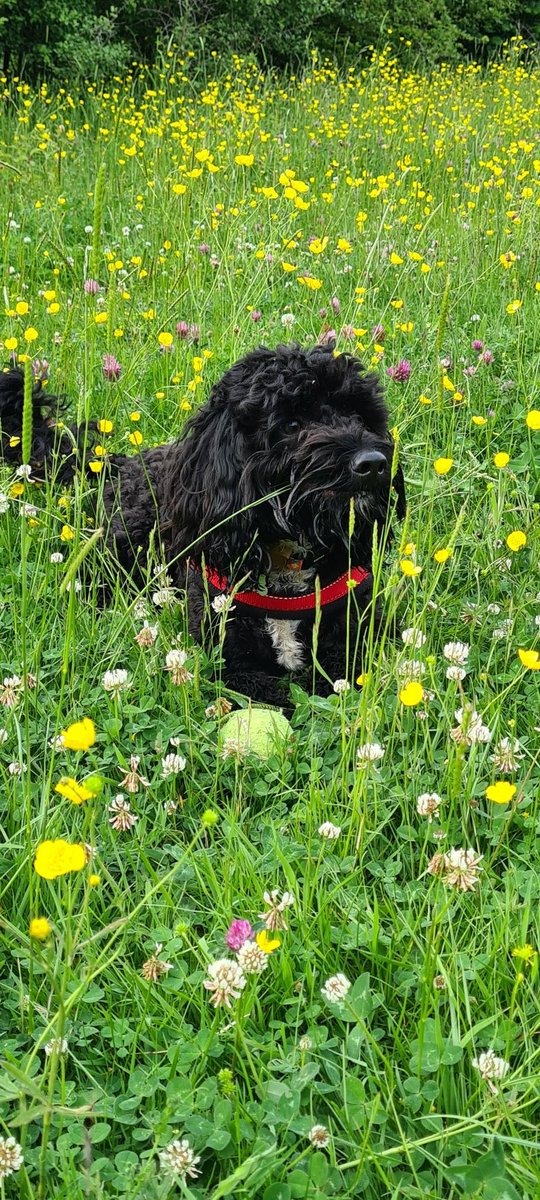 Moorzy01's tweet photo. @Crufts this is Rex my cockapoo. Chilling in the wild flowers with his ball https://t.co/cWaszwzxth