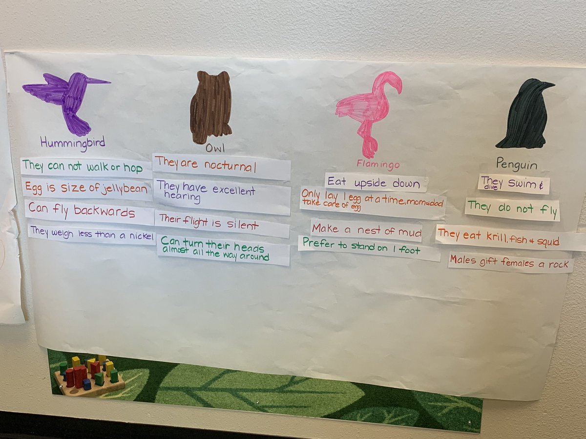 Mountain Ridge Little Lions tweet media