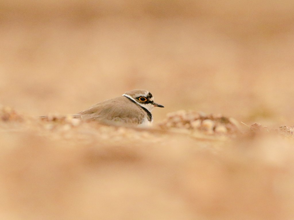 clarkemark7's tweet photo. A well earned rest for this returning LRP this afternoon #salfordpriorsbirding https://t.co/io6AUd6SpL