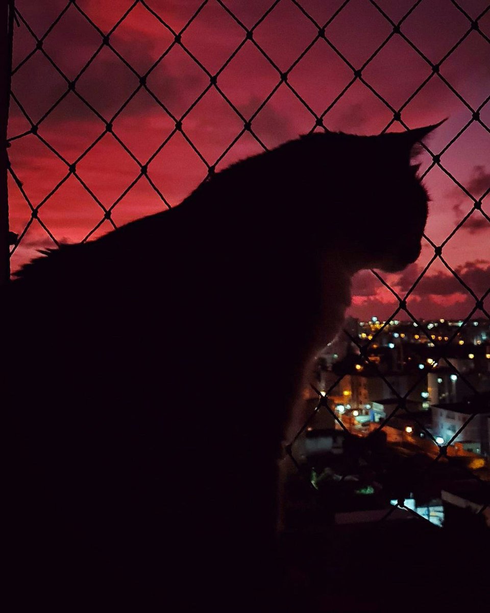 adrianarosadea3's tweet photo. Quem você é quando perde? 🙂 #kittenlove #gato #gatinho #kitten #gatito #miau #gatto #catlovers #cat https://t.co/ye2RY1h8SH