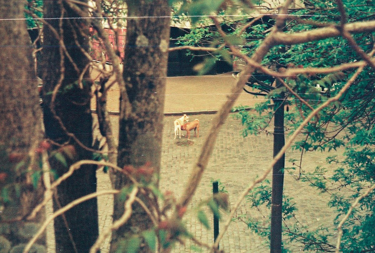 BrunoAchilli's tweet photo. el barrio desde mi ventana, la cueva.
#35mm #analogica https://t.co/5QDogFdAnF