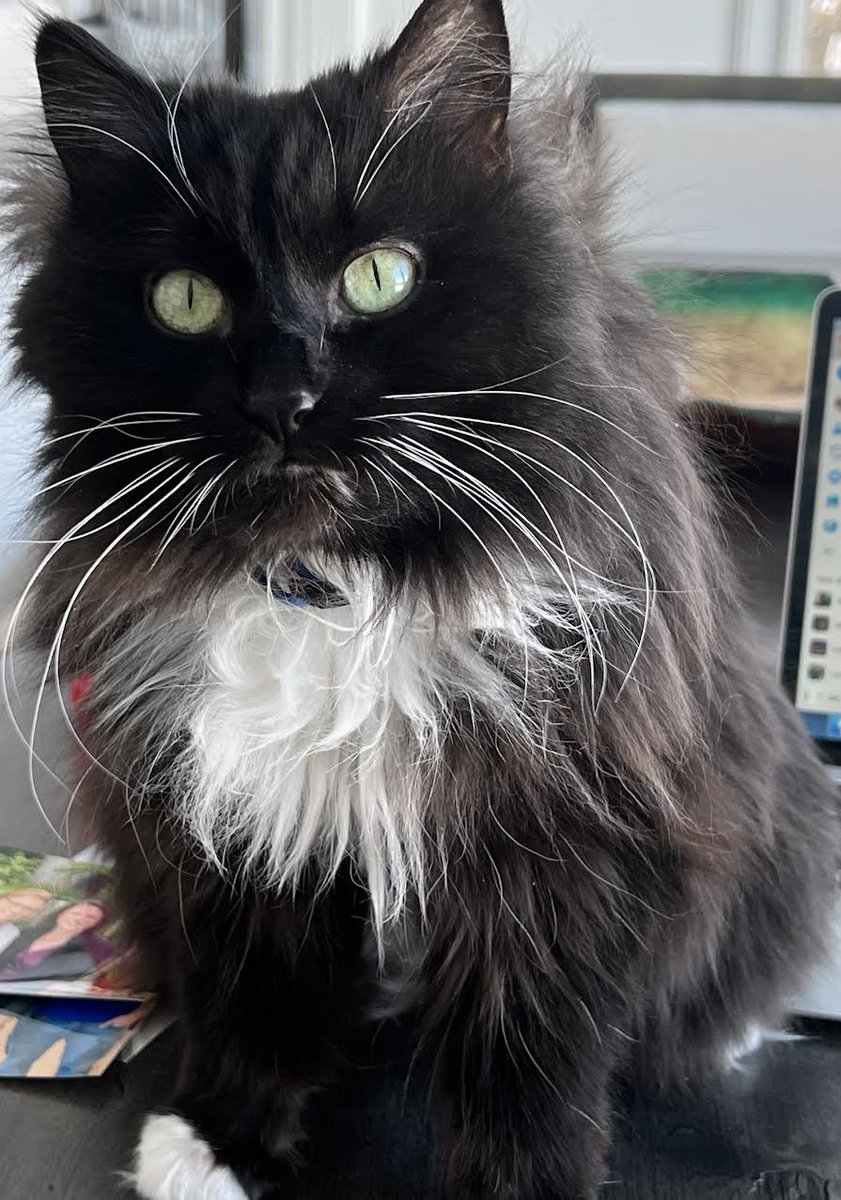 AngieCraigMN's tweet photo. You know, I wasn't a big fan of getting a cat but our youngest son talked us into it after @SamuelLJackson  cut this cat ad in my 2018 campaign. But I have to say, today, on her Gotcha Day, that Sophie is just the best. https://t.co/bOdV1gPnq8