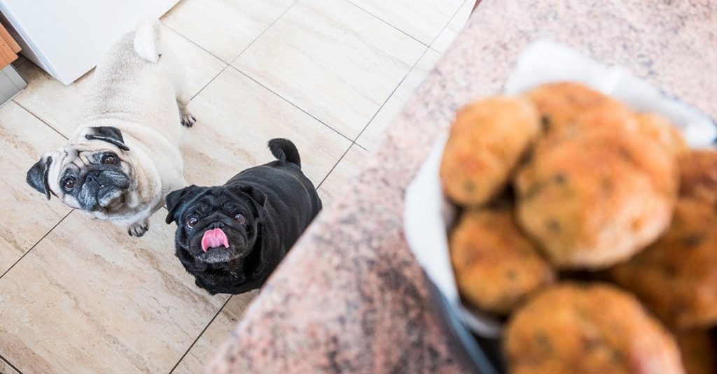 jazzycatfelines's tweet photo. What Your Pup Should Never Eat https://t.co/ZpCuZ9lxtS https://t.co/UWRaSsvWlr