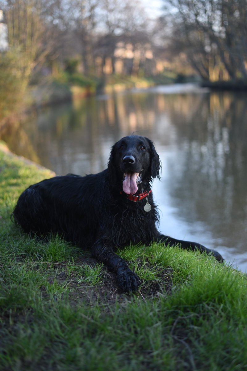 flatcoatfrenzy's tweet photo. @Crufts #Crufts Brunos’ happy place is anywhere we are… especially if there’s water involved! 🐶🐾 https://t.co/q9bIqxMZwd