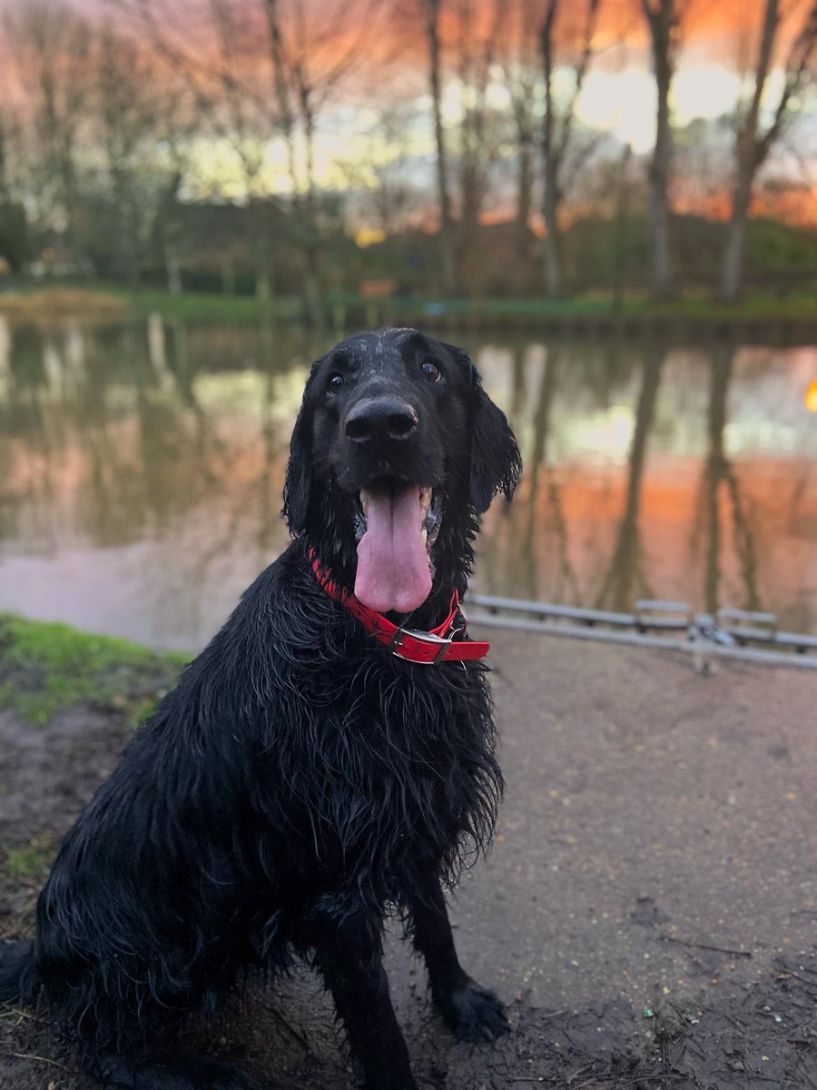 flatcoatfrenzy's tweet photo. @Crufts #Crufts Brunos’ happy place is anywhere we are… especially if there’s water involved! 🐶🐾 https://t.co/q9bIqxMZwd