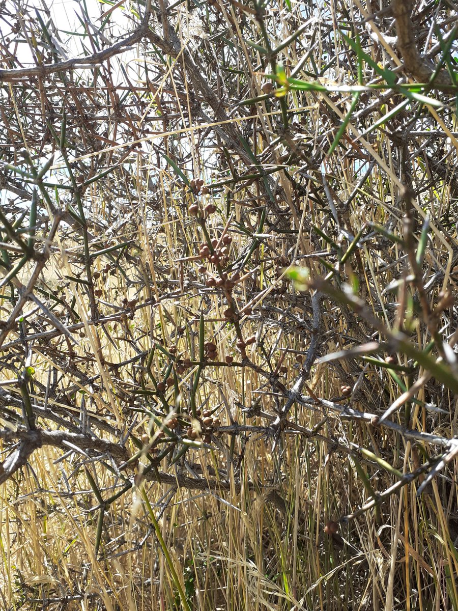 Nicola J Day (@n_j_day) on Twitter photo Kia ora twitter! MSc student, Stacey, had to cut her field season short due to covid. If you are able to collect seeds of matagouri and broom (Cytisus) please DM me or email pekelastac@myvuw.ac.nz. Please retweet! Kia ora twitter! MSc student, Stacey, had to cut her field season short due to covid. If you are able to collect seeds of matagouri and broom (Cytisus) please DM me or email pekelastac@myvuw.ac.nz. Please retweet!